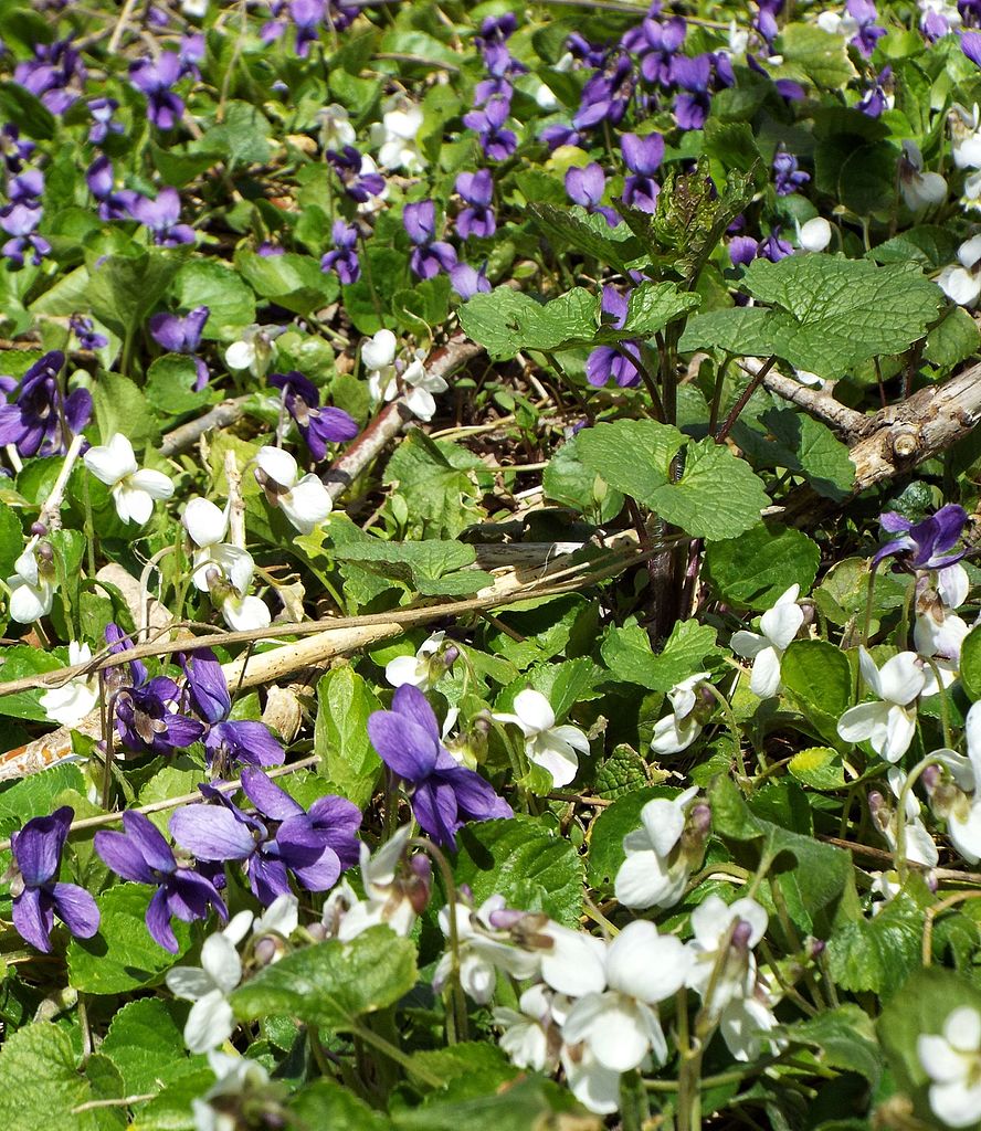 888px-Purple_and_white_wild_violets_in_forest_(26131265003)
