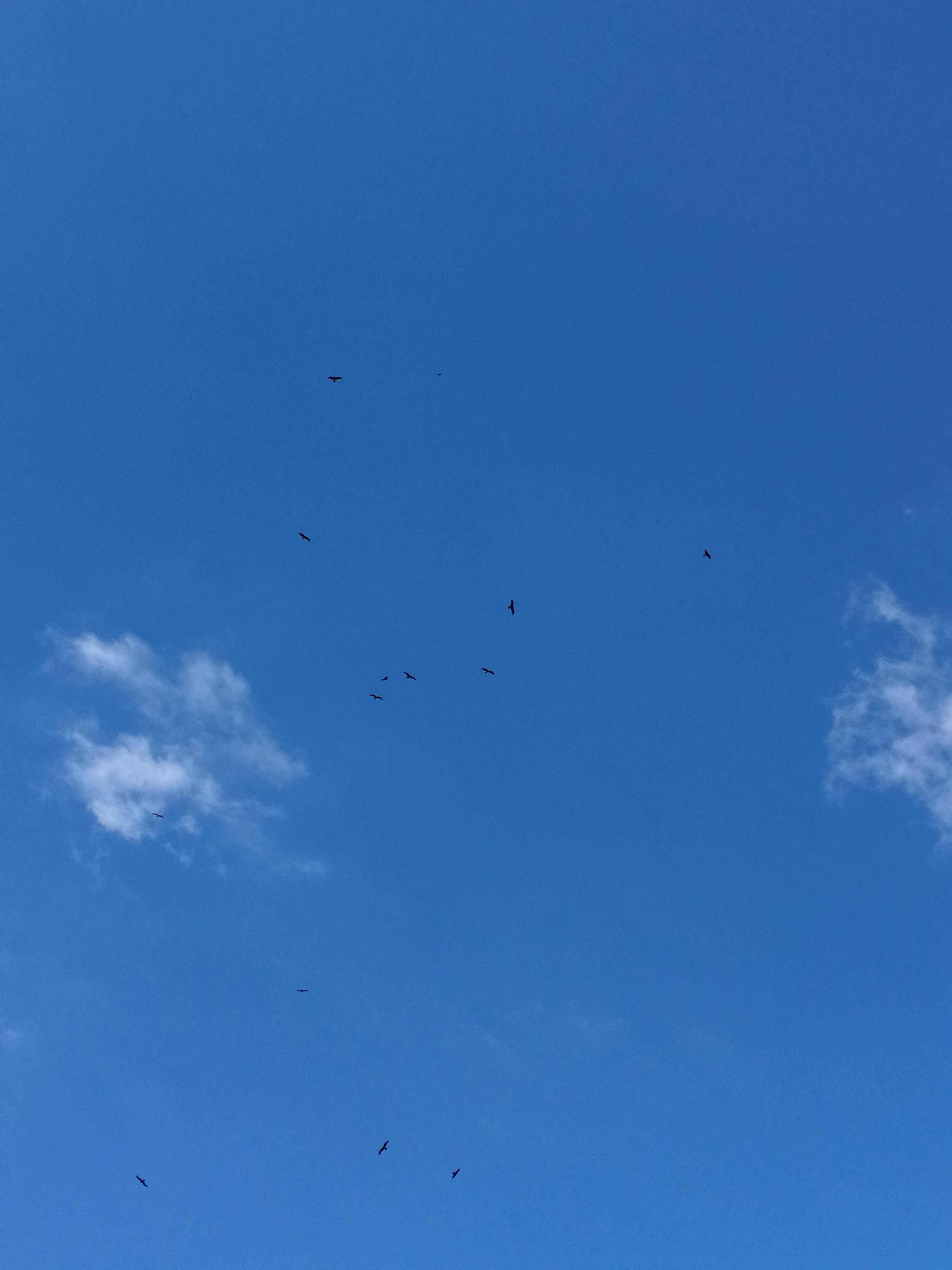 Milan royal swarm